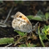 erebia iranica female3